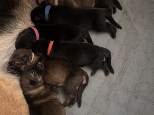 AKC German Shepherd sable and red & blacks