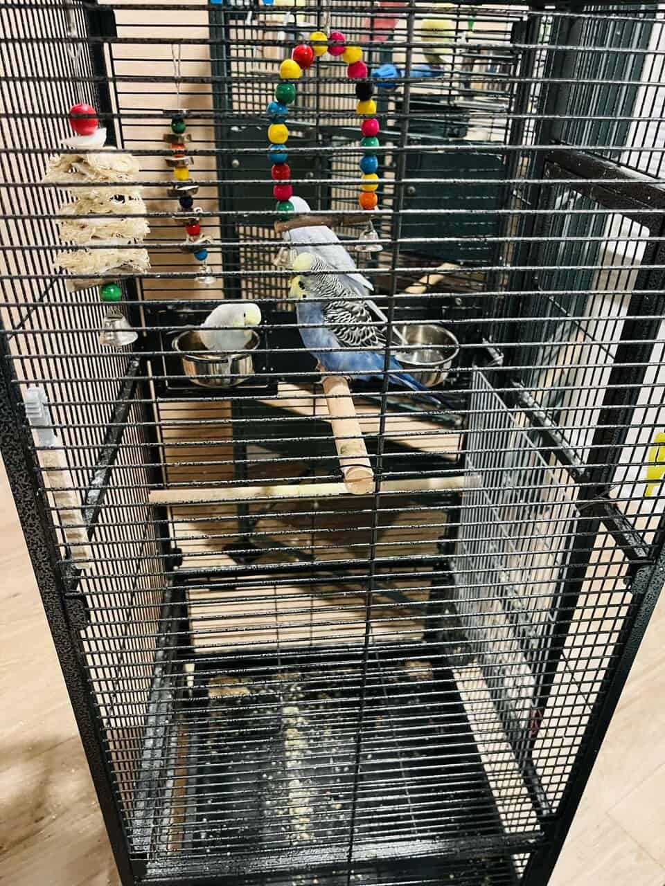 Parakeets & Lovebirds – Myrtle Beach image 7