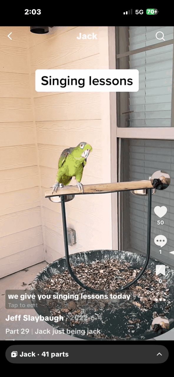 Yellow headed Amazon parrot image 5
