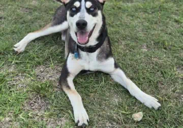 ShinerBock is looking for a forever home