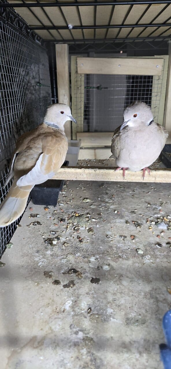 Doves image 3