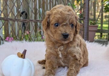 Autumn (female Cockapoo)