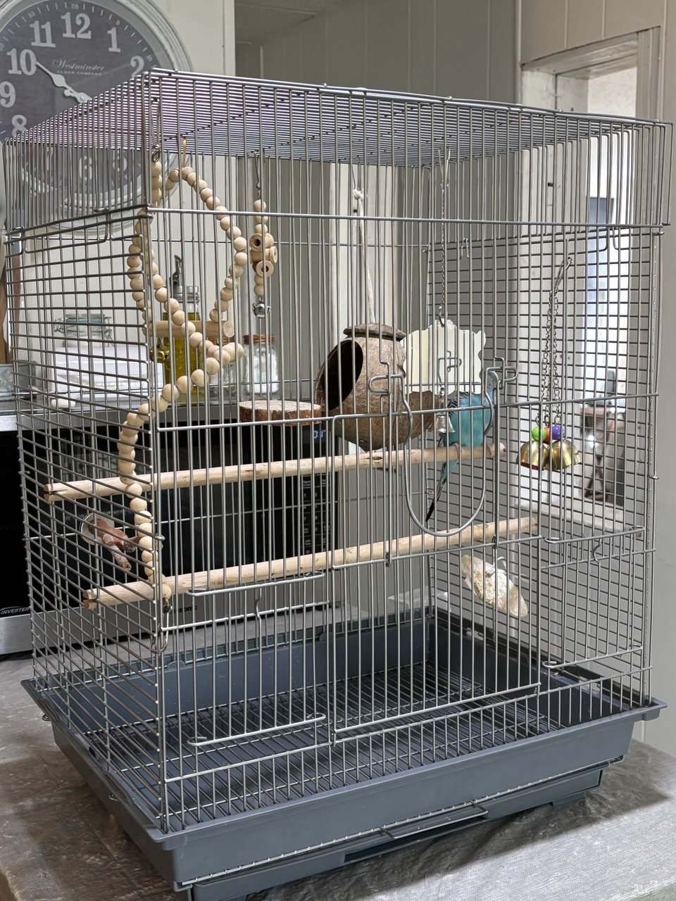 Parakeet for sale image 3