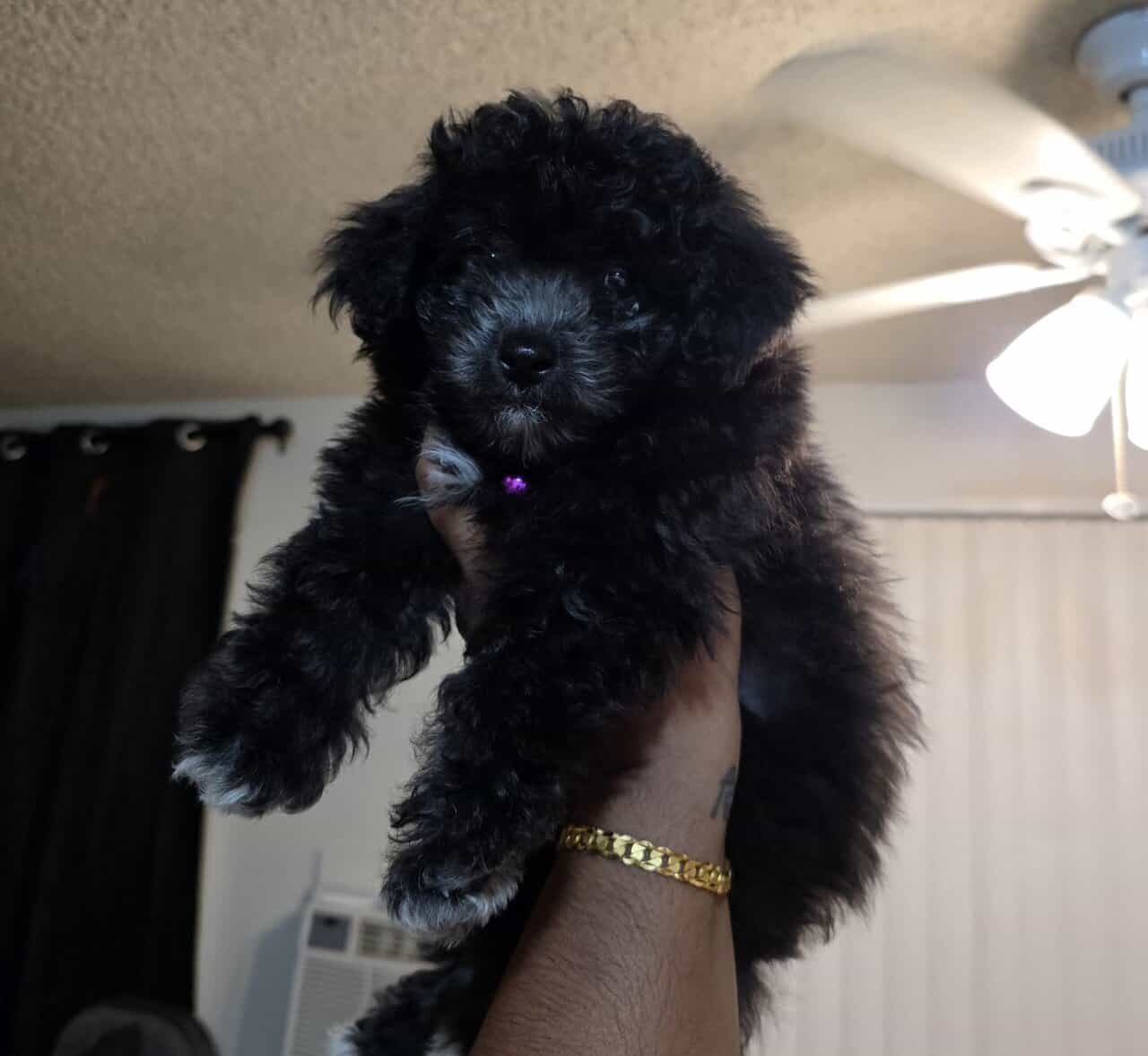Toy poodle image 3