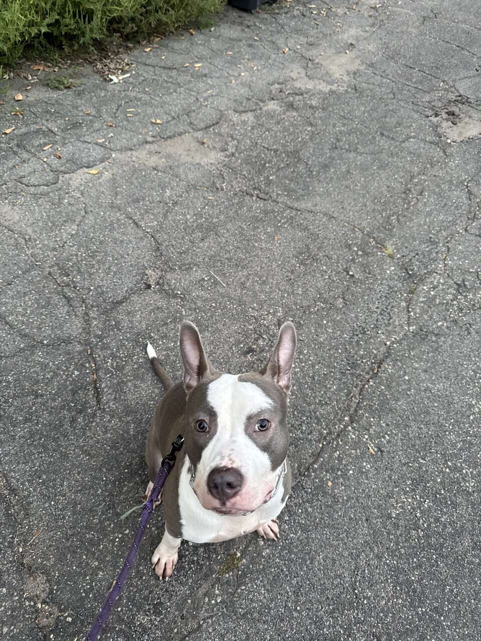 Good Boy to Good Home image 2