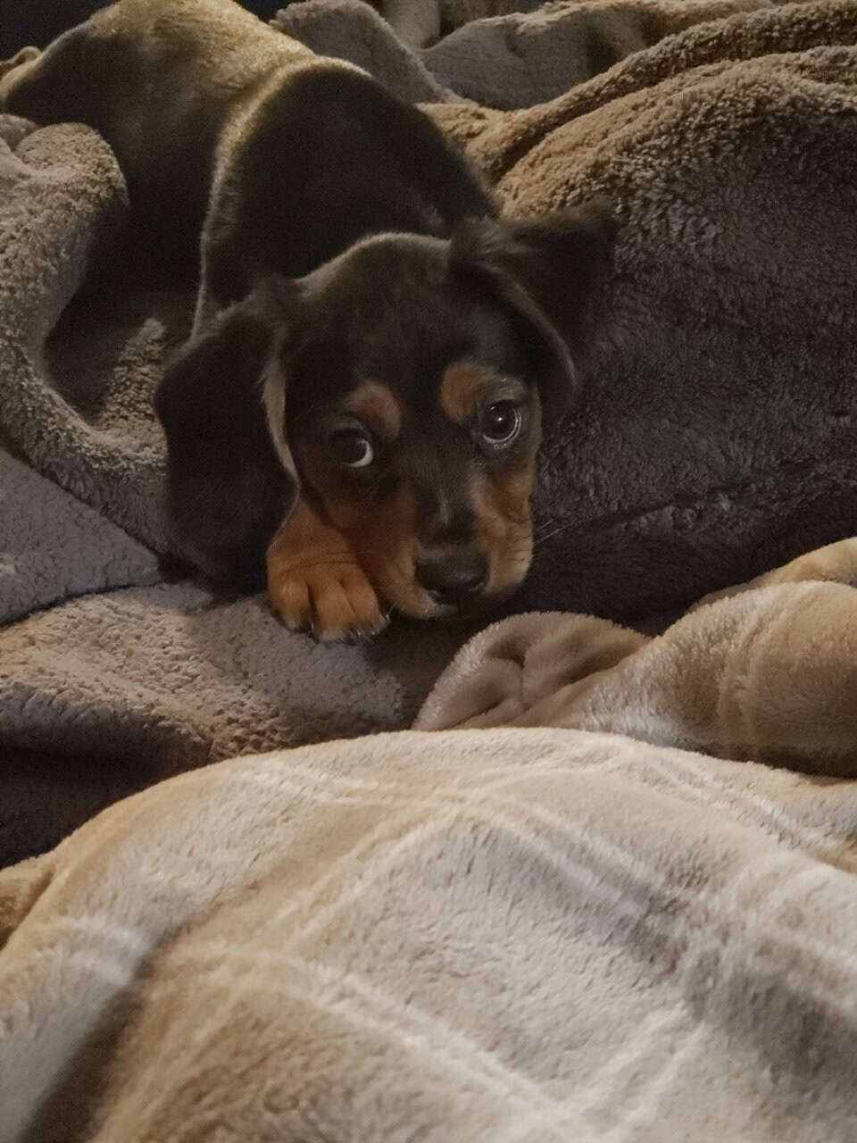 Beaglier female puppy image 4