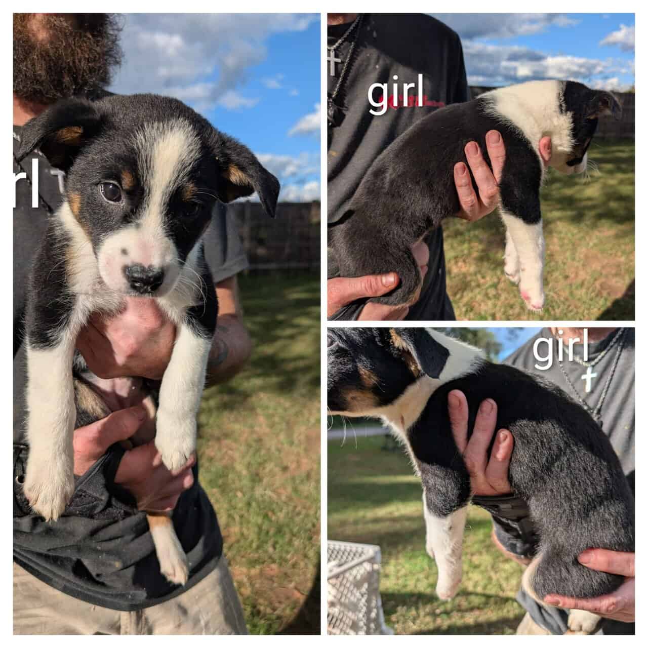 Texas heeler puppies image 1