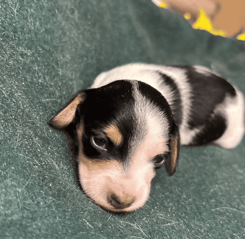 Dachshund Puppies image 2