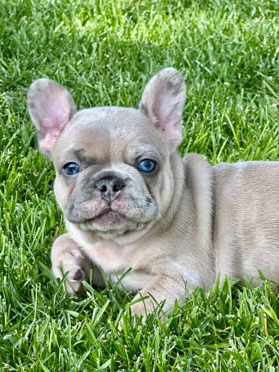 Frenchie image 1
