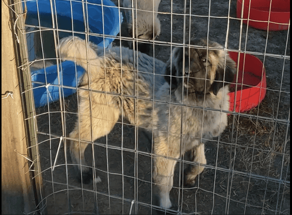 Turkish Kangal-Boz Livestock Guardians image 6