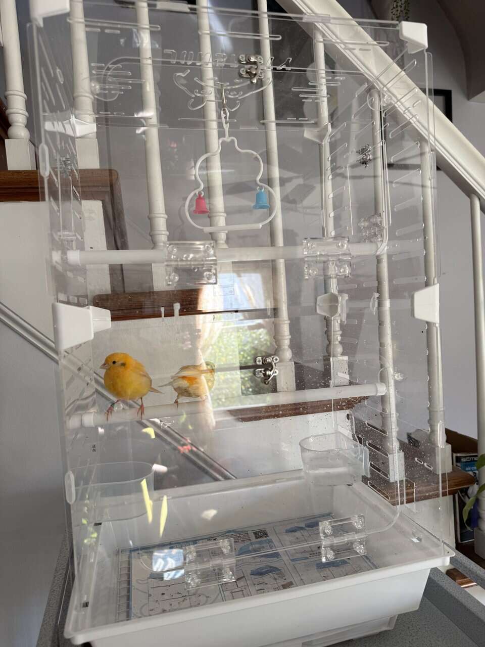 Canary pair image 3