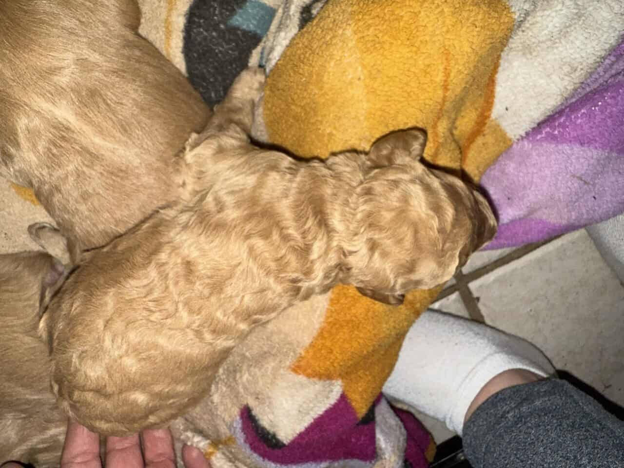 Goldendoodle puppies image 7