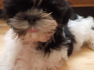 Looking for a forever home for my Shih Tzu