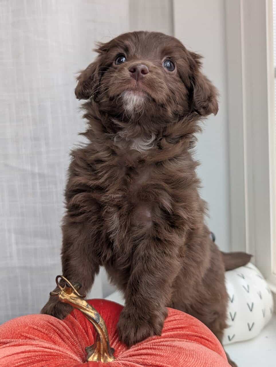 Miniature Aussiedoodles image 14