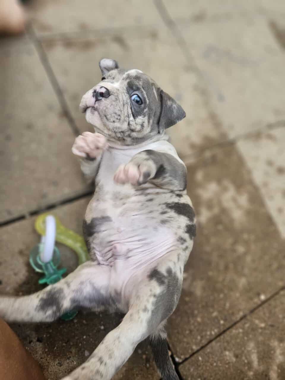 Tri merle French Bulldog/American bulldog image 8