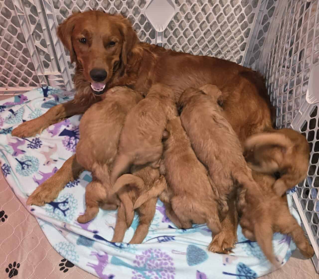 DARK RED AKC GOLDEN RETRIEVER PUPPIES image 10