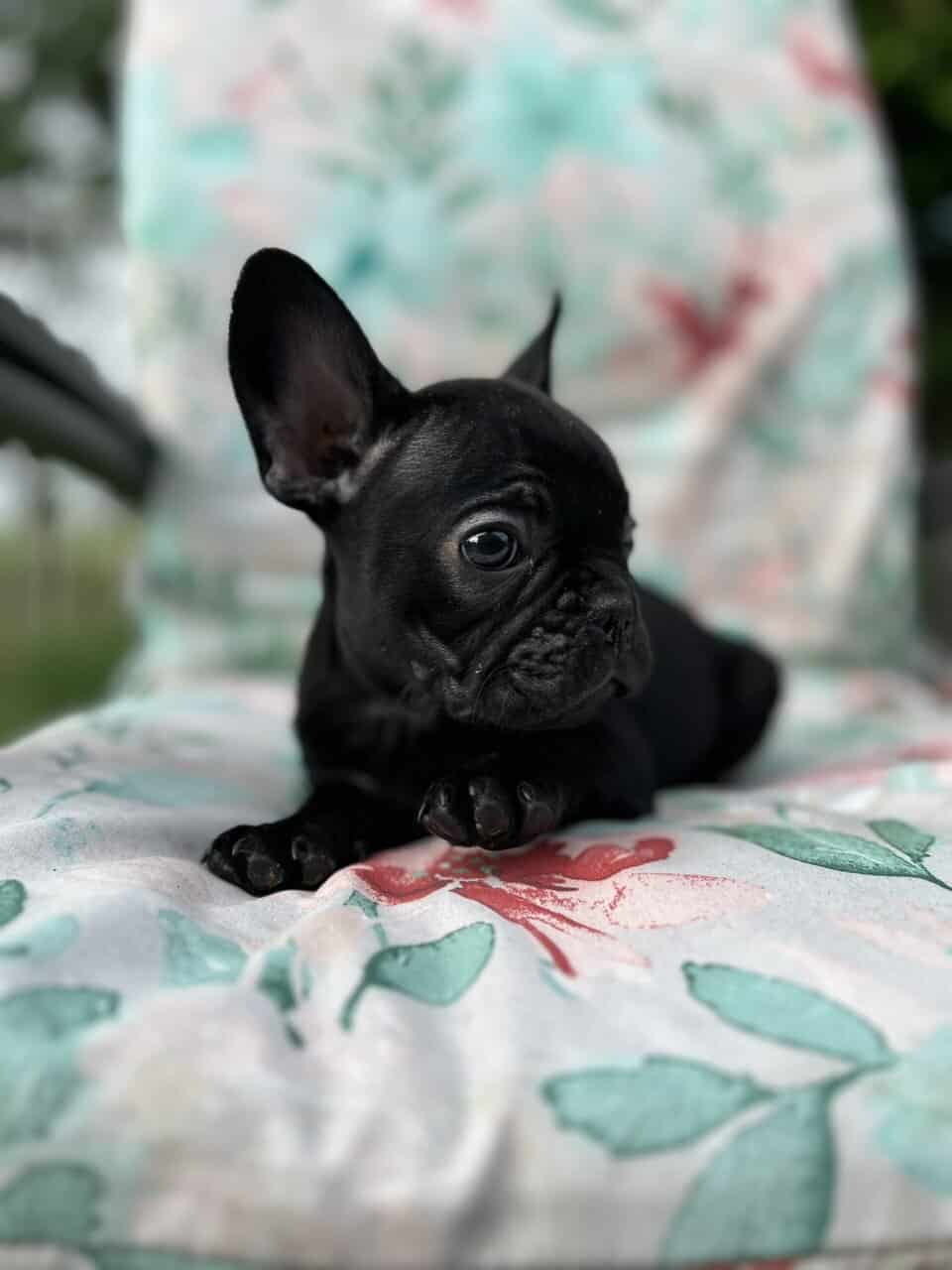 Blue French bulldog puppies image 12