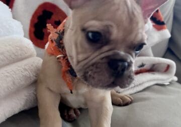 French Bulldog Puppy 🐾