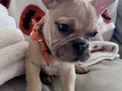 French Bulldog Puppy 🐾