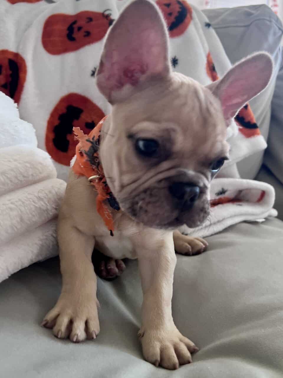 French Bulldog Puppy 🐾 image 1