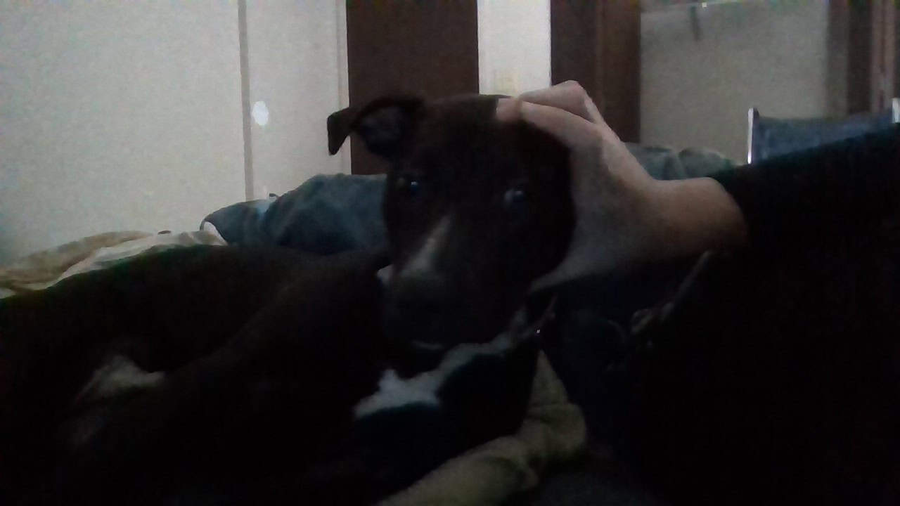 free dog to good home image 1