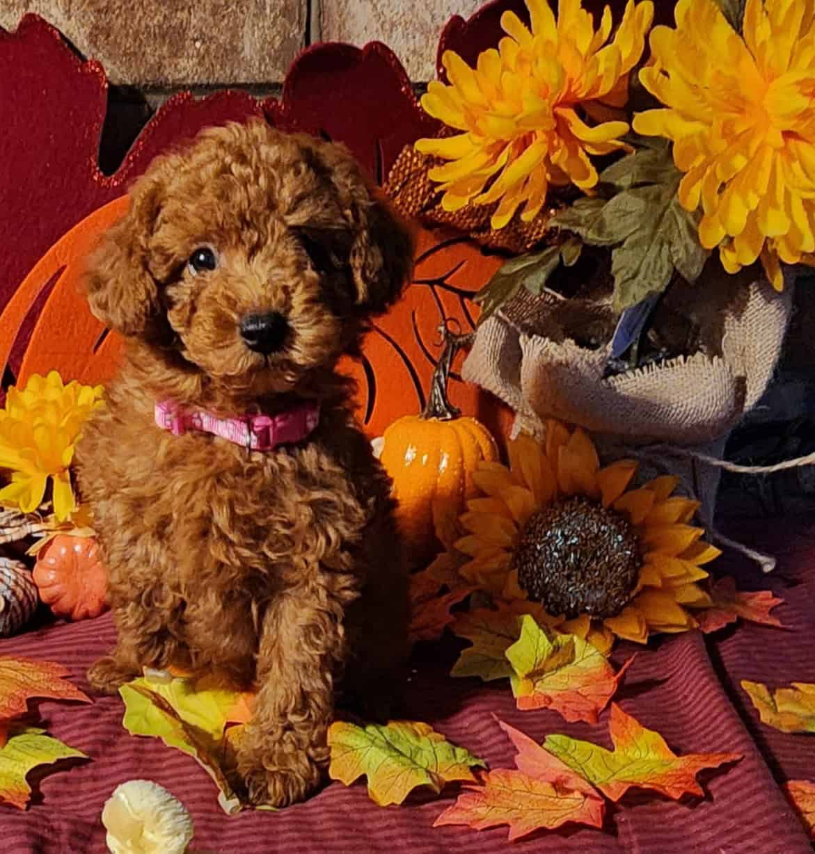 Poodle Puppies image 1