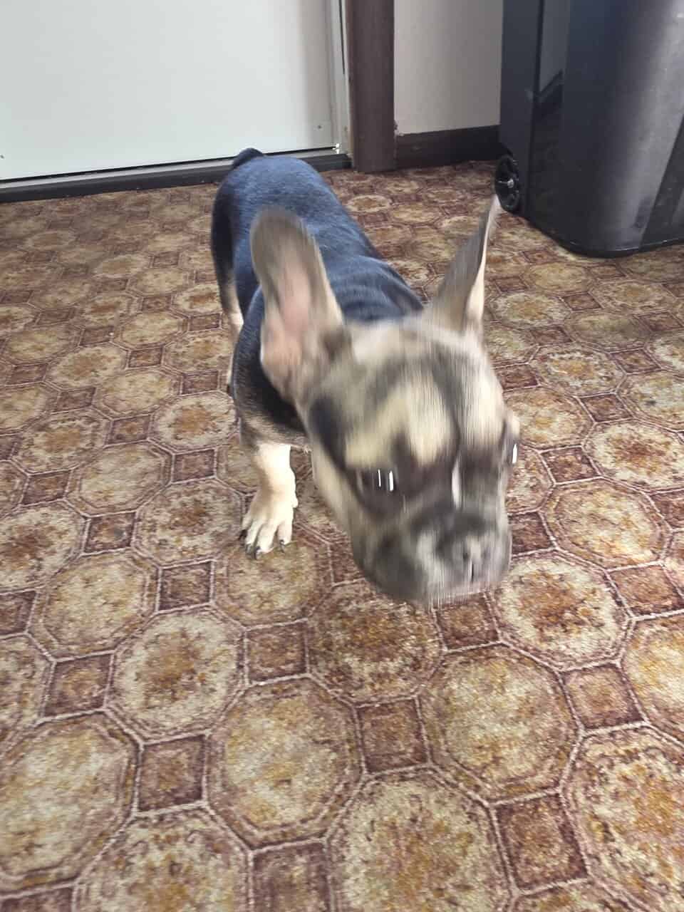 French Bull dog puppies for sale image 3