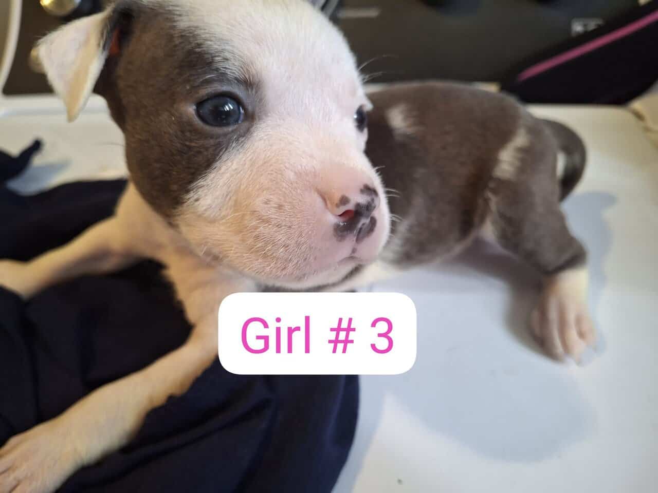 Pitbull puppies image 5
