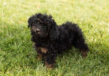 Cockadoodle female pup in Indiana