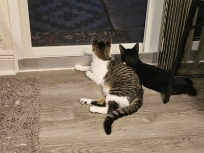 Rehoming 2 – 5 month old kittens