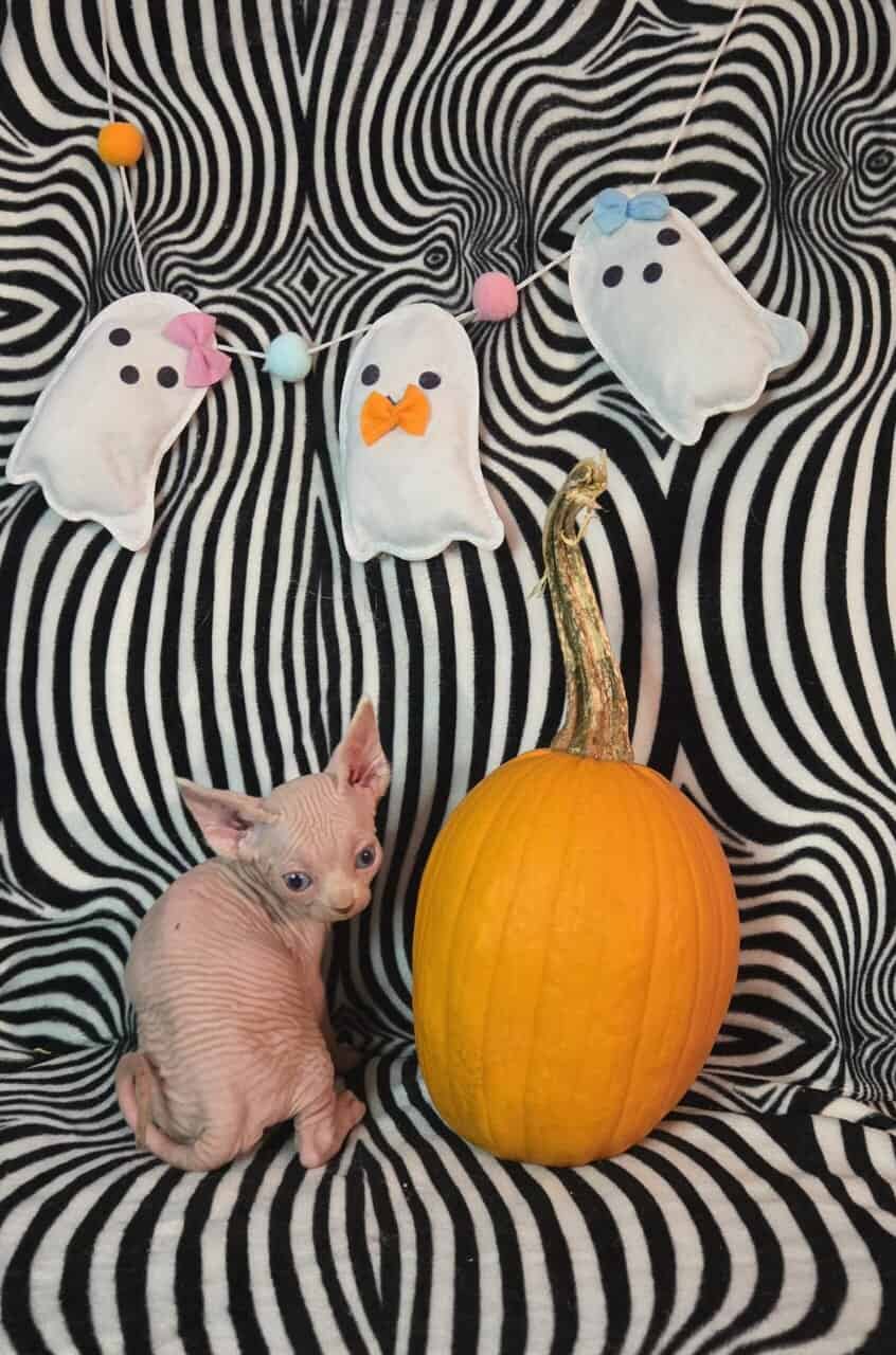 Sphynx kittens image 5
