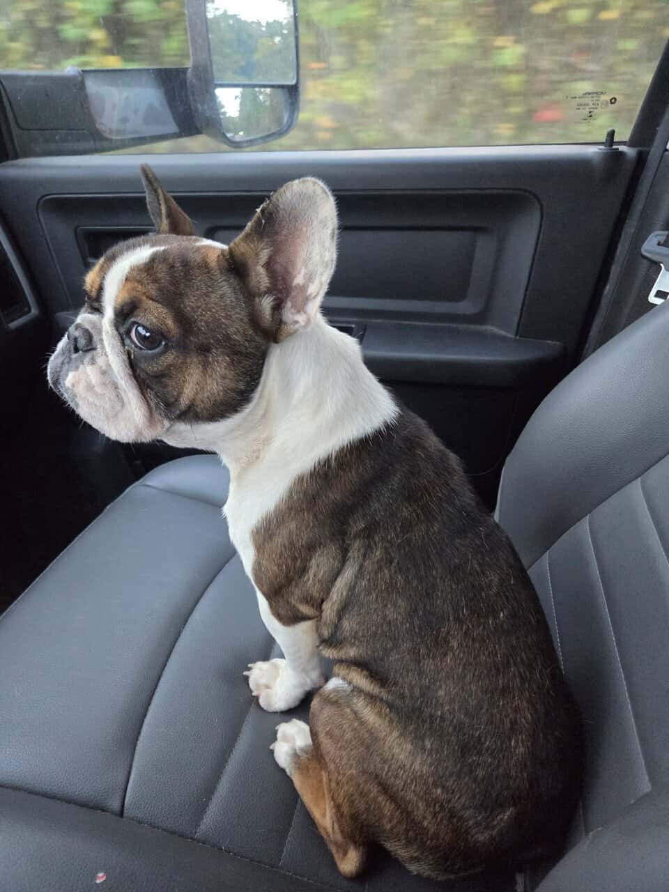 10 month old female frenchie image 1