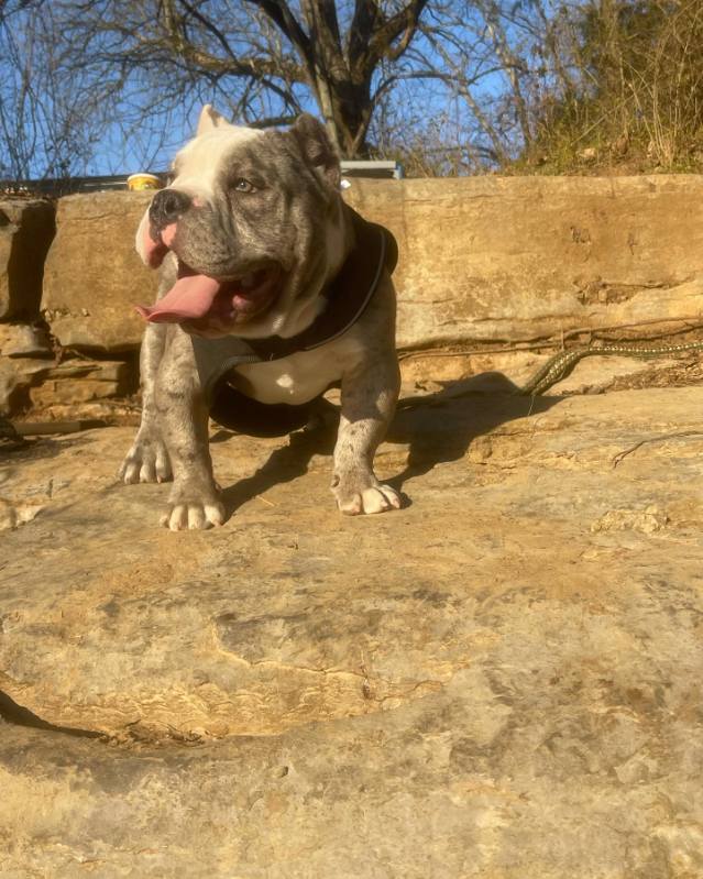 American Bullys image 11