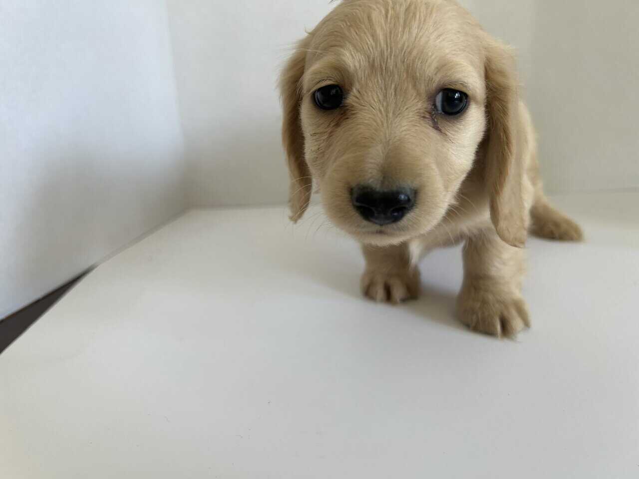 dachshund long hair. image 3