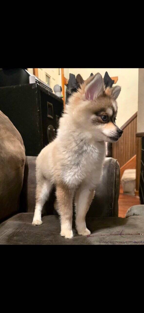 💙 Pomsky Lovers — Rare Opportunity, Unbeatable Pr image 11