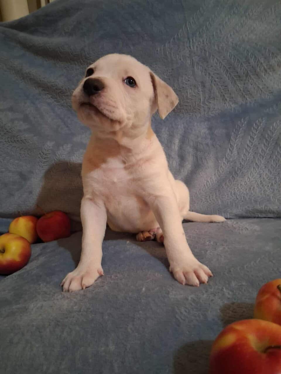 Pitbull/ German shepherd hybrid image 1