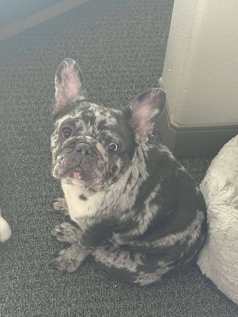 10 month Chocolate Merle French bulldog !! image 3