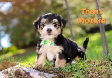 Trent Male Morkie