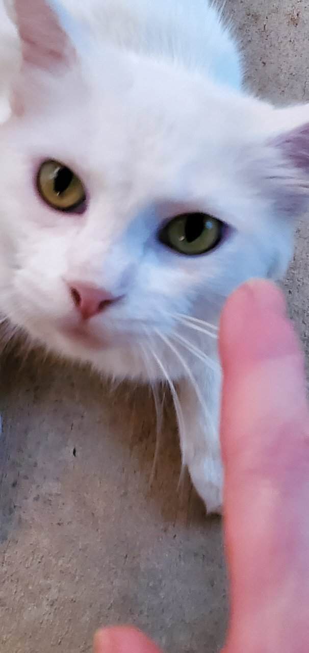 Turkish Van Cat for sale image 3