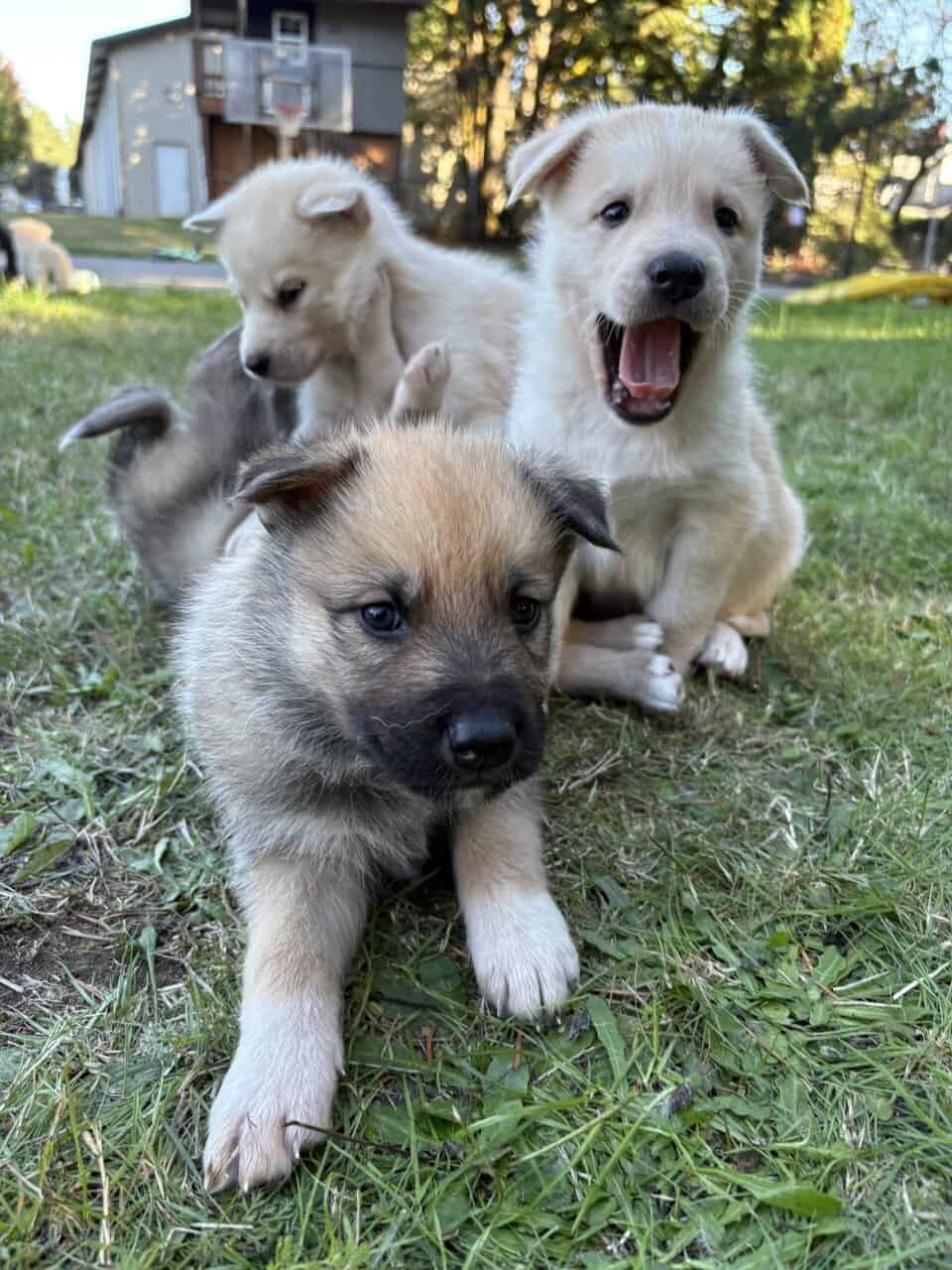 Shepsky puppy image 1