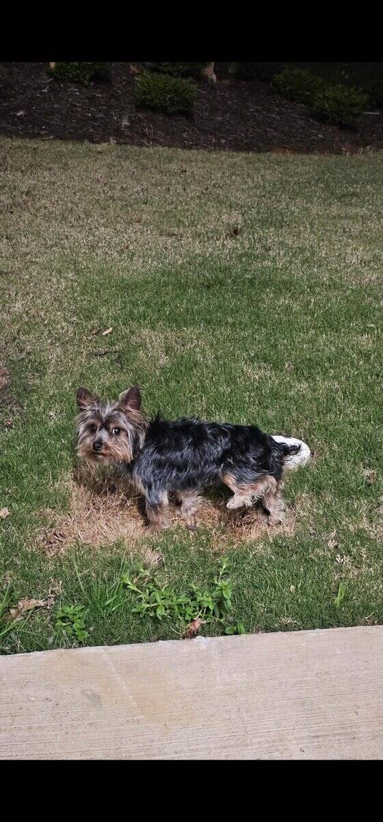 Miniature Yorkshire Terrier image 1