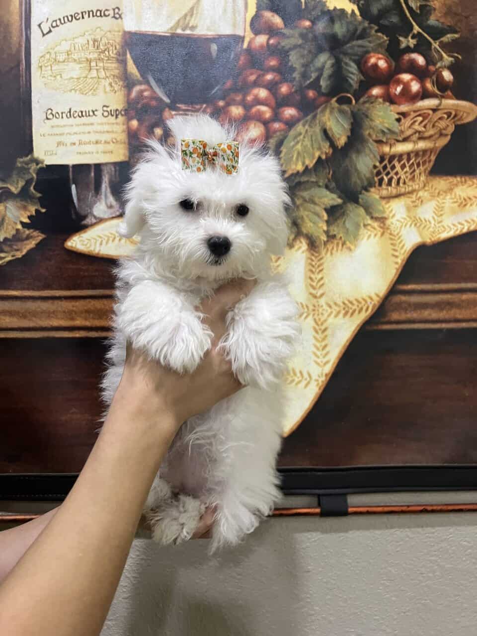 Maltipoo babies . Non shed image 2