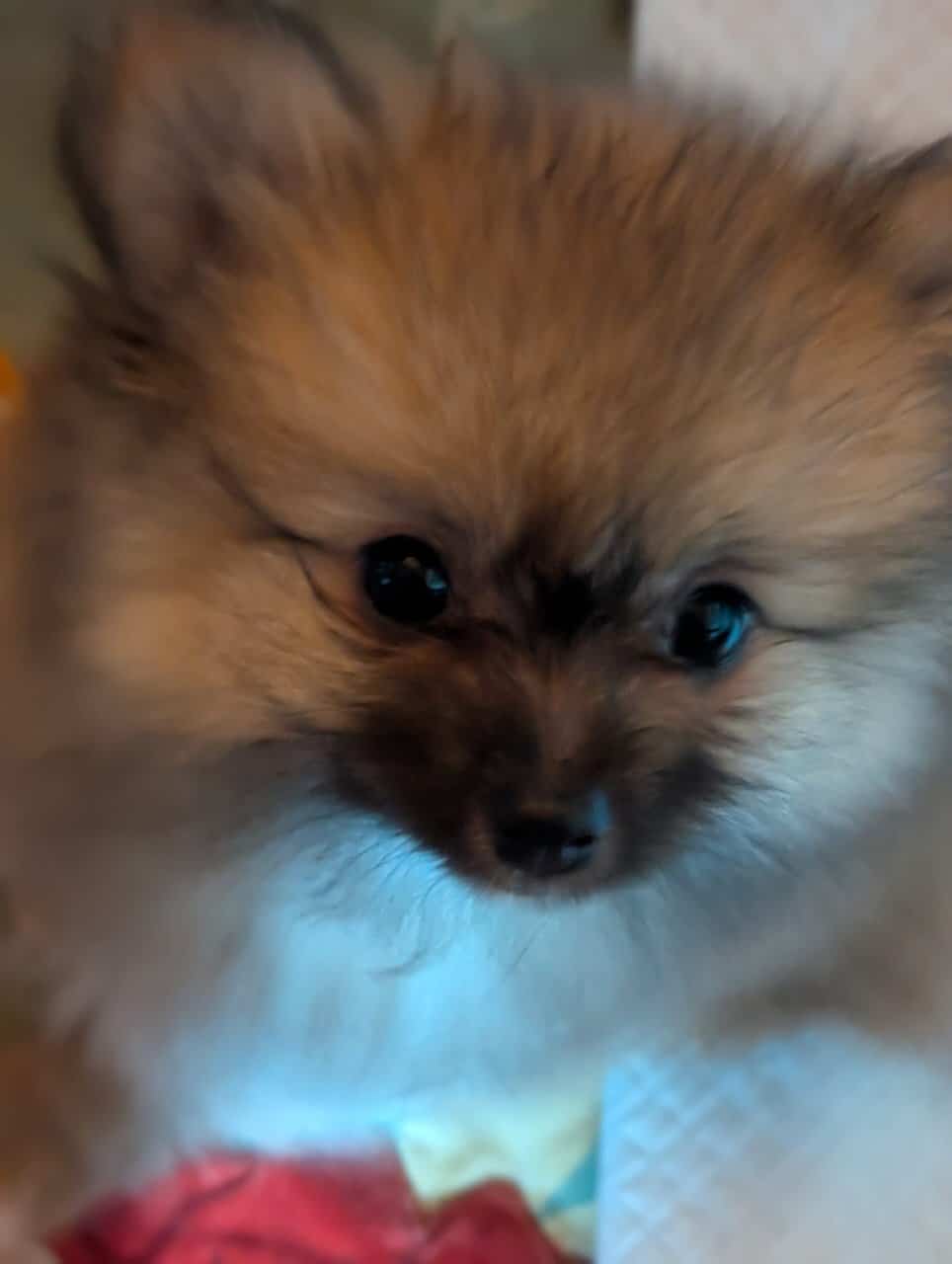 Pom baby image 1