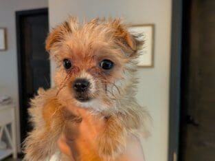 Female Blonde Yorkie