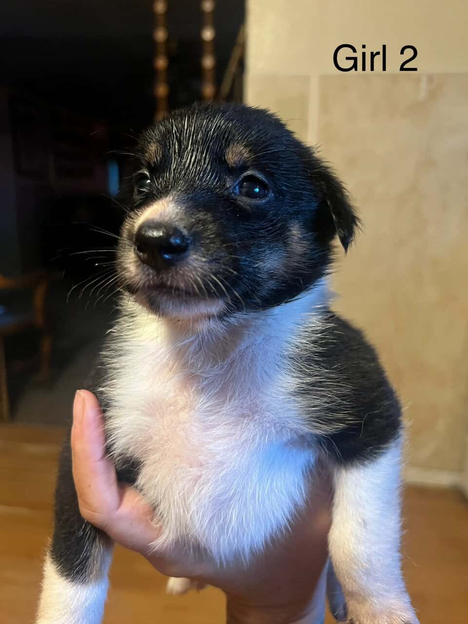 Ranch Pup- Girl 2 image 4