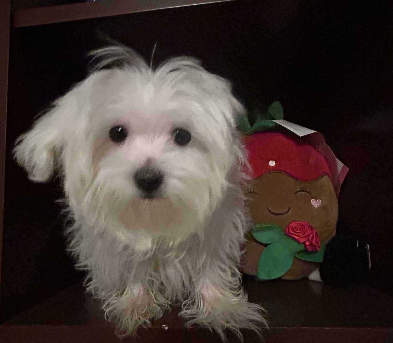 Male ( Maltese Puppy) image 4