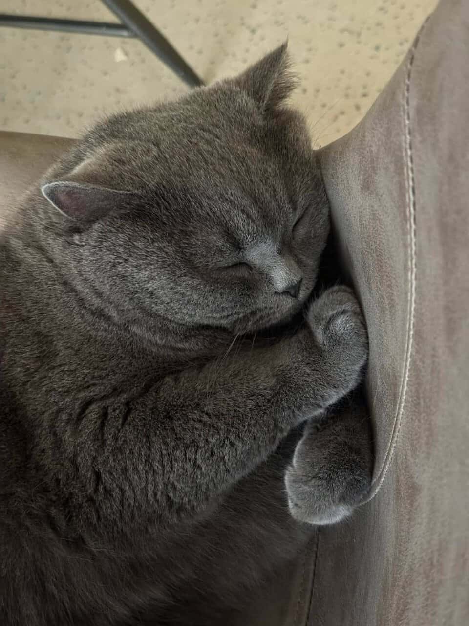 Smokey needs a quiet home. image 2