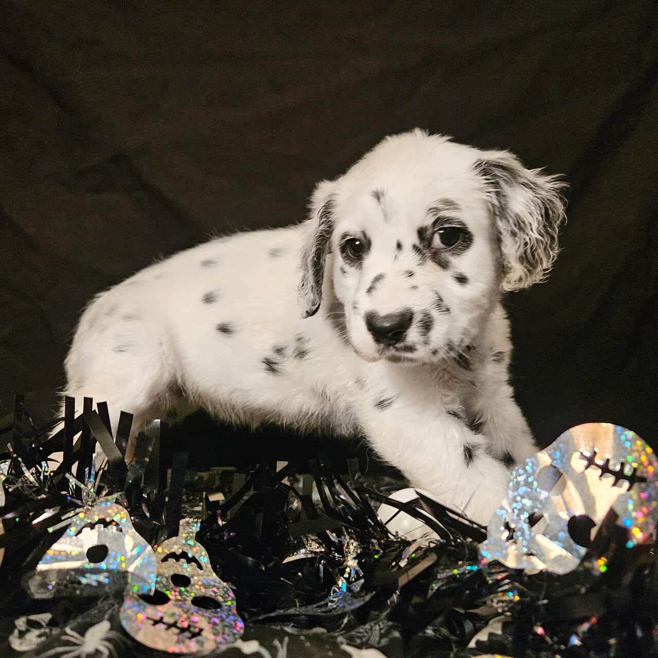 Dalmatian puppies image 1