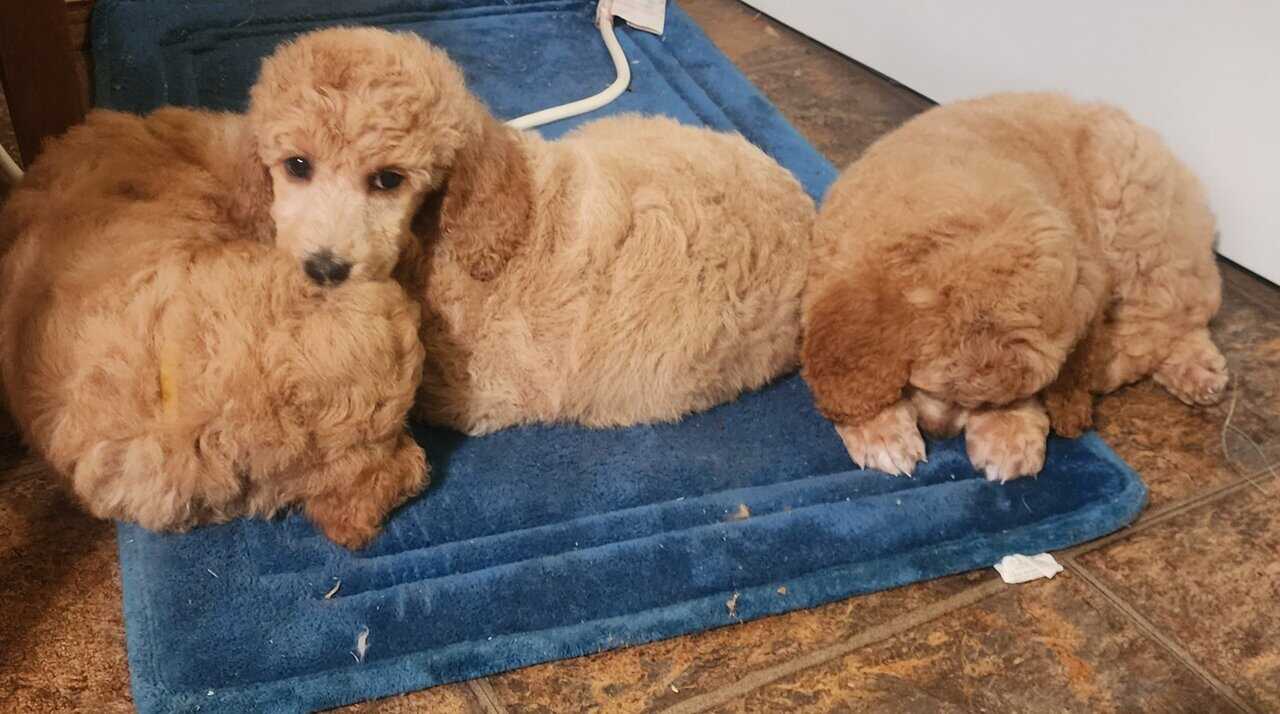 AKC Standard Poodle puppies image 6