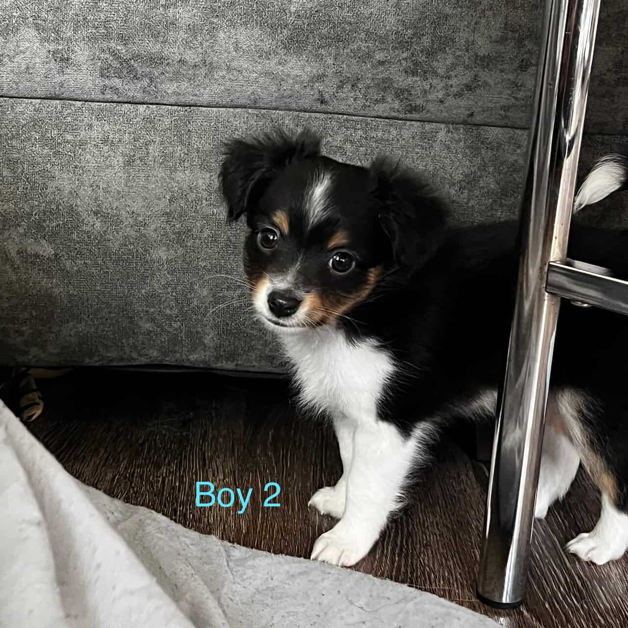 Toy Aussie Chihuahua puppies image 4